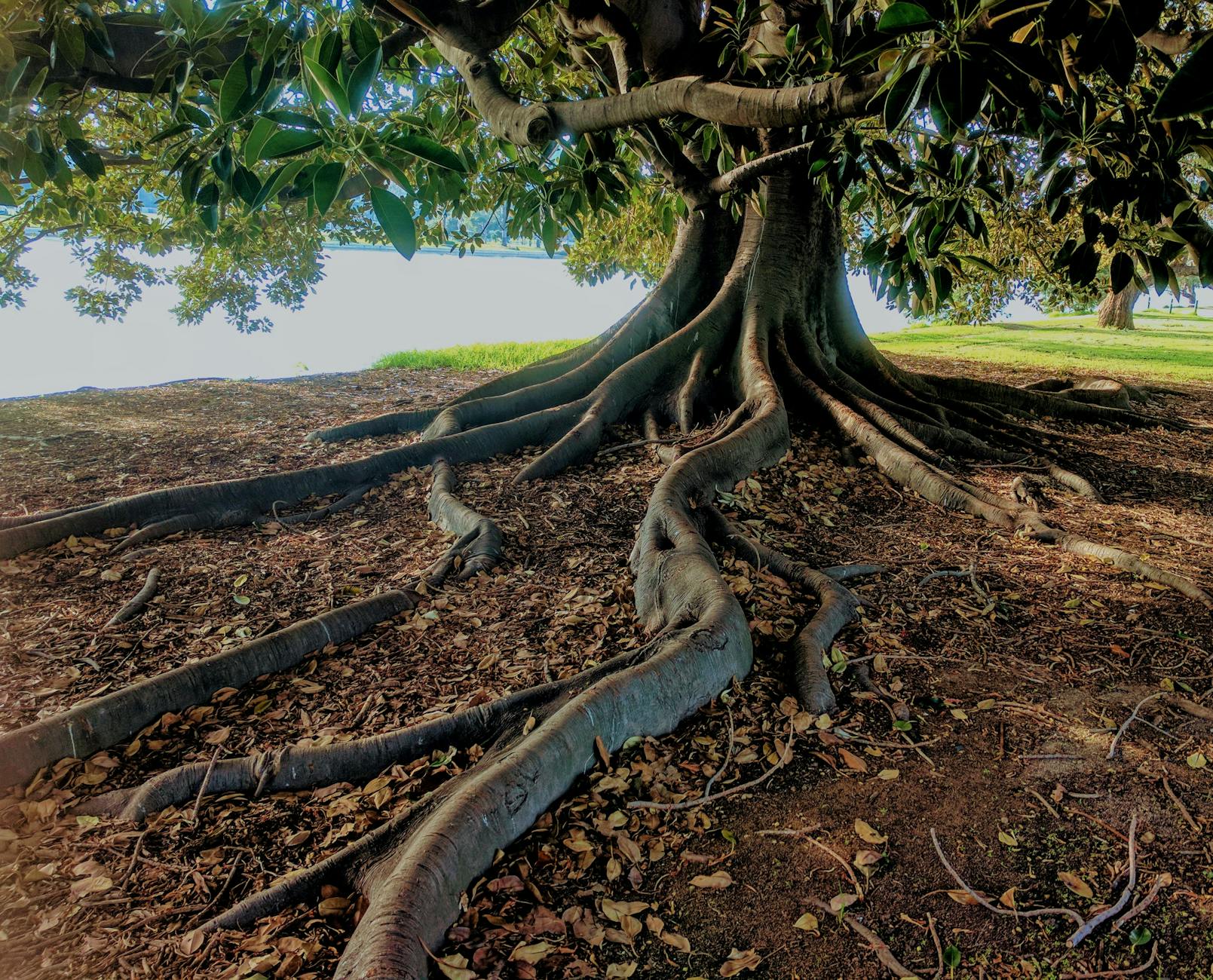 gray trunk green leaf tree beside body of water